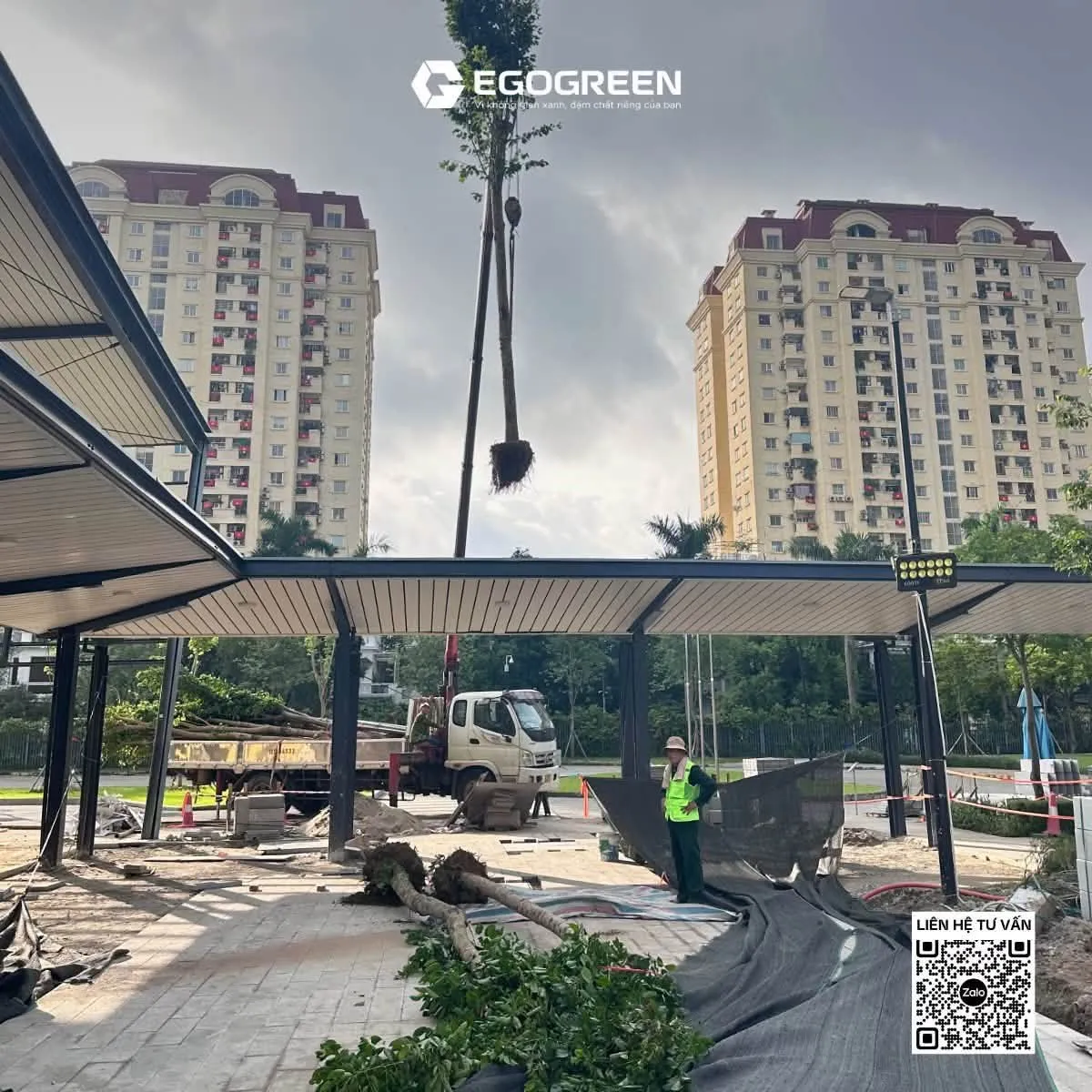 Cây xanh được vận chuyển bằng phương tiện chuyên dụng để bảo đảm an toàn. 